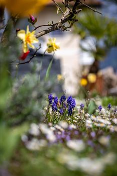 Beautiful spring time flower scenery with colorful blossoms