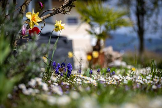 Beautiful spring time flower scenery with colorful blossoms