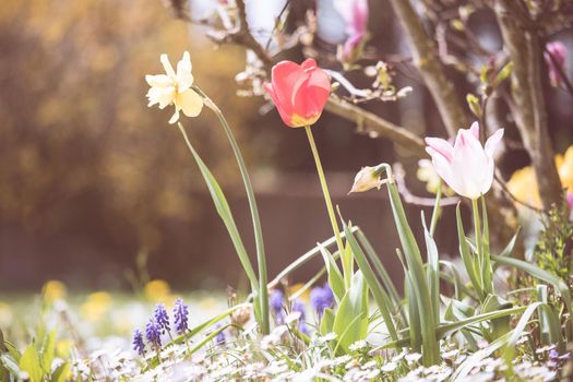 Beautiful spring time flower scenery with colorful blossoms and tulips