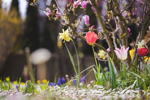 Beautiful spring time flower scenery with colorful blossoms and tulips