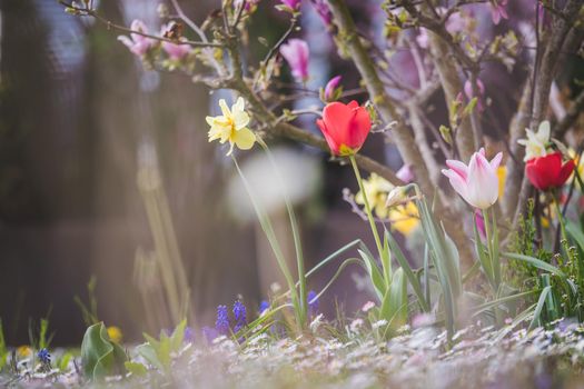 Beautiful spring time flower scenery with colorful blossoms and tulips