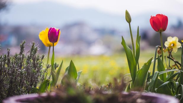 Beautiful spring time flower scenery with colorful blossoms and tulips