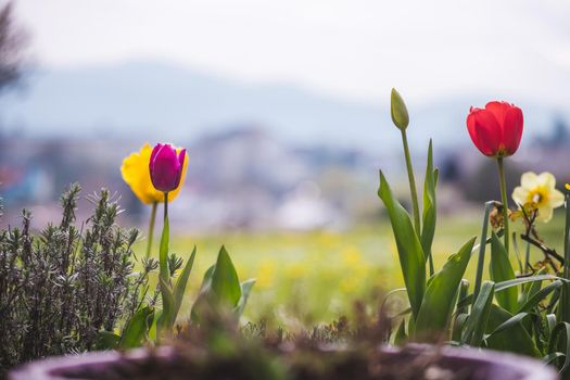 Beautiful spring time flower scenery with colorful blossoms and tulips