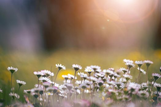 Close up picture of daisy blossoms in spring