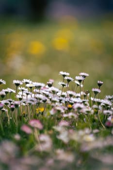 Close up picture of daisy blossoms in spring