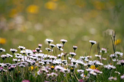 Close up picture of daisy blossoms in spring