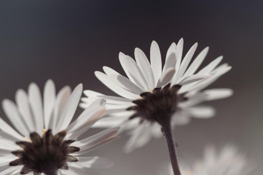 Close up picture of daisy blossoms in spring