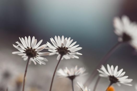 Close up picture of daisy blossoms in spring