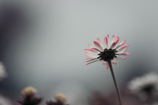 Close up picture of daisy blossoms in spring