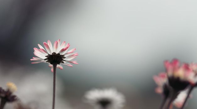 Close up picture of daisy blossoms in spring