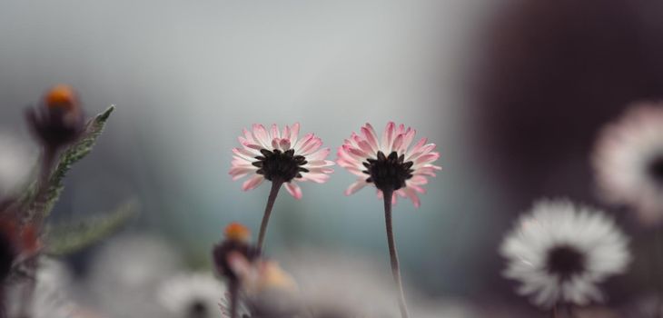 Close up picture of daisy blossoms in spring