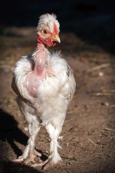 Naked neck white chicken, front in a dark backround