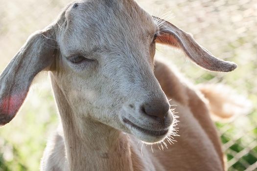 Anglo-Nubian goat with very large ears portrait