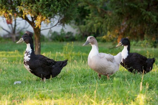 Three ducks walking in the garden in sunset light