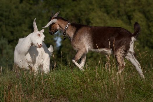 Two young goats fight on the hill