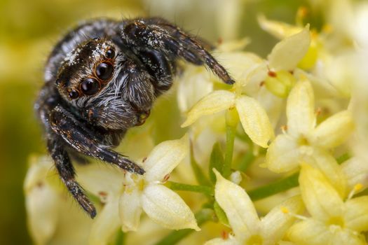 Jumping spider among the many yellow flowers