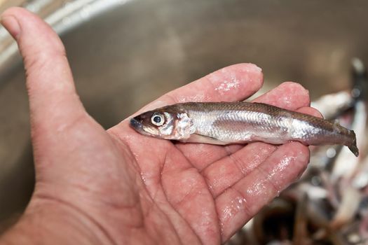 Hand holds fresh raw smelt fish caught in the sea. Close up