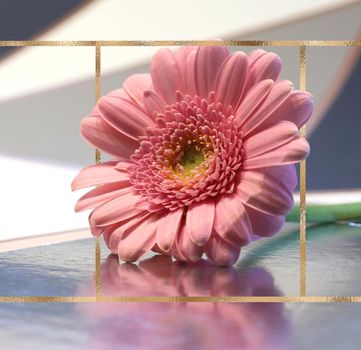 Beautiful pink flower on pastel background with golden frame. Spring summer gerbera flower on reflection background