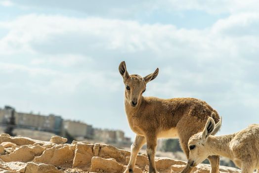 Capra ibex nubiana, Nubian Ibexes family near Mitzpe Ramon. High quality photo