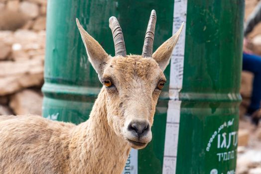 Capra ibex nubiana, Nubian Ibexes family near Mitzpe Ramon. High quality photo