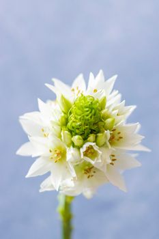 View of cute Star of Bethlehem flower