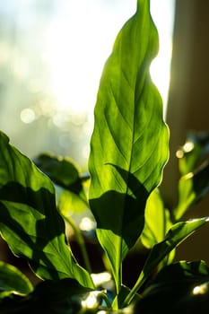 The leaves are green against the sun. Home flower. Sunlight. Light through the leaves. Nature