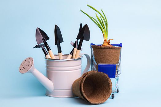 Gardening layout on a blue background . Preparation for the summer season. Planting seedlings. Blue background.