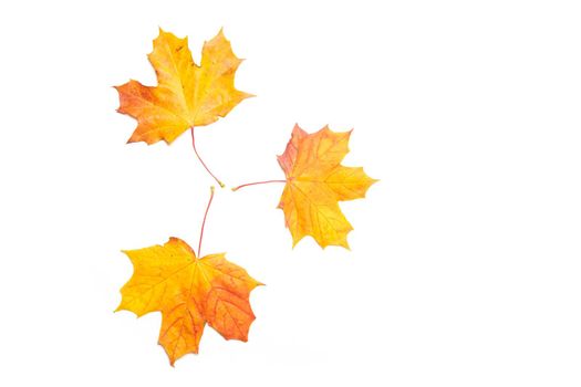 Yellow maple leaves on a white background . Autumn leave. Isolated background. Hello autumn. Copy space. Plants. Photosynthesis