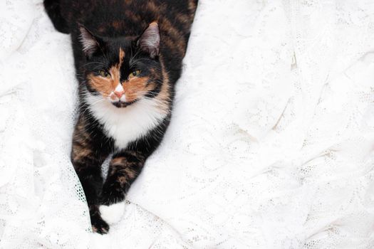 The cat is lying on a white cloth . Copy space cat. A pet. Colored animal.