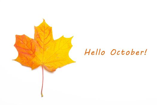 Hello October Maple yellow leaf on a white background. Maple leaf with text. New month. Autumn leaf with text. Postcard . Greeting. Autumn.