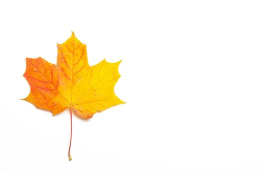 Yellow maple leaf on a white background . Autumn leave. Isolated background. Hello autumn. Copy space.