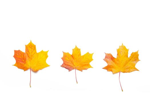 Yellow maple leaves on a white background . Autumn leave. Isolated background. Hello autumn. Copy space. Plants. Photosynthesis