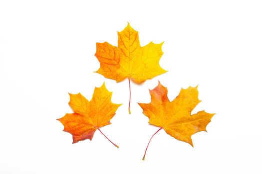 Yellow maple leaves on a white background . Autumn leave. Isolated background. Hello autumn. Copy space. Plants. Photosynthesis