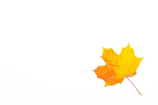 Yellow maple leaf on a white background . Autumn leave. Isolated background. Hello autumn. Copy space.