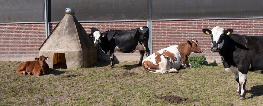 spotted black and red cows and calf outside farm in the netherlands on sunny spring day