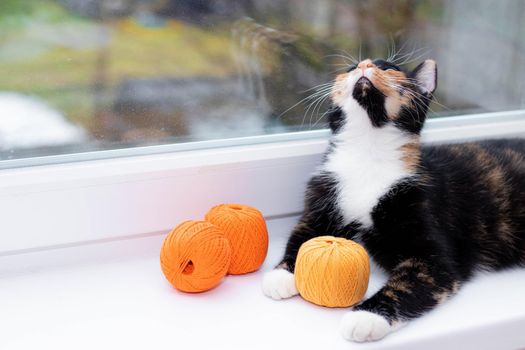 A cat plays with a ball of thread. Pet games. Threads for knitting. Advertising toys for cats. Advertising of knitting threads. Cute photo of a cat. Photos for printed products. Colored cat on the windowsill. Window sill advertising