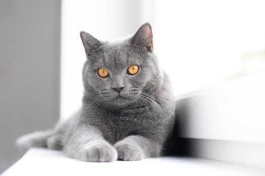A grey cat is lying on the windowsill. British cat. Article about Pets. Copy space. Window sill advertising. Advertising of food for cats.