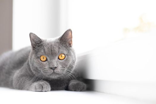 A grey cat is lying on the windowsill. British cat. Article about Pets. Copy space. Window sill advertising. Advertising of food for cats.