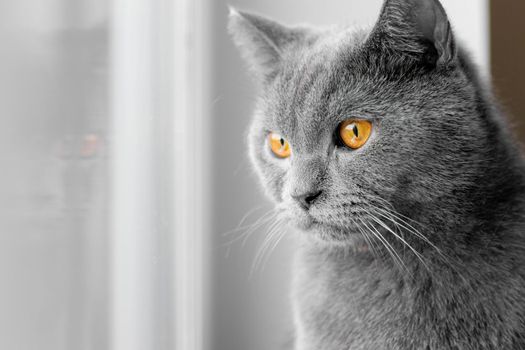 the cat looks out the window. British grey cat. a pet. pet at the window . window advertising. the behavior of Pets