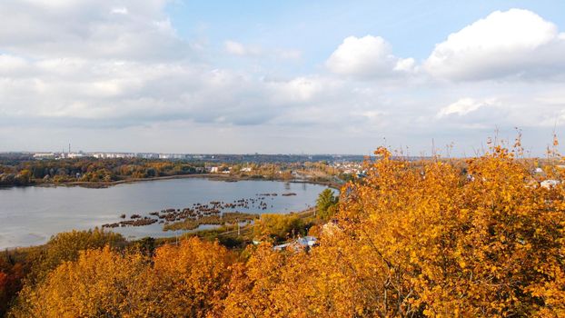 Autumn trees on top . Autumn landscape . Landscape from a drone. Photos from the air. Beautiful view. Orange trees. Nature