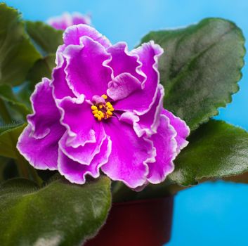 Large flower of domestic violets . Pink violet. Home flower. flowering. Blue background