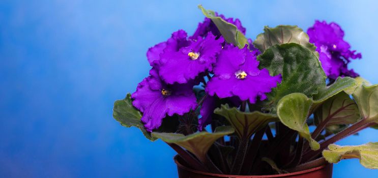 Violet is a home flower . Purple flower. House plant. Blue background. Copy space.