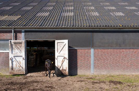 black calf outside barn doors of old farm in the netherlands on sunny day in spring