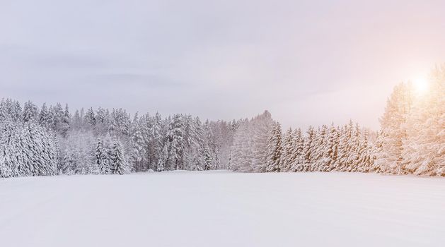 Winter landscape panorama of snow and sun . The sun peeks out from behind the trees. Nature. Snow valley. Winter screensaver. Copy space. article about winter tourism and recreation