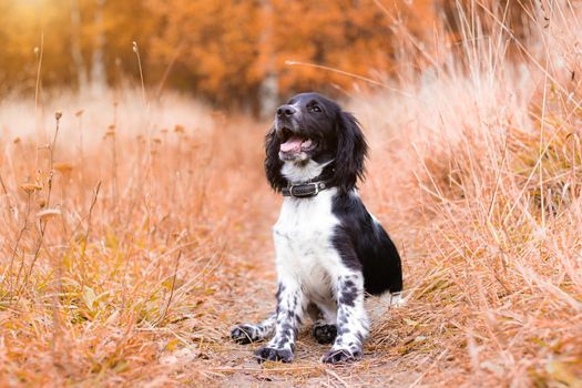 Spaniel hunting for a walk in the fall. Dog on a walk in autumn. Autumn portrait of an animal. Puppy. Walking a pet. Beautiful photo with a dog. Article about Pets. Black and white color. Autumn.