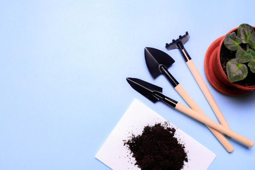 Garden shovels on a blue background . Gardening layout. Spring planting. The care of plants. Work in the ground. blue background . Copy space. Garden gloves and earth.