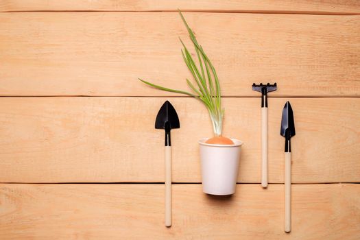 Garden shovels on a wooden background .Gardening layout. Plant care. Planting plants. Homemade flowers. Garden flowers and plants. Preparation for the summer season. Planting seedlings. Copy space.