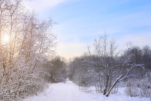 Winter landscape panorama of snow and sun . The sun peeks out from behind the trees. Nature. Snow valley. Winter screensaver. Copy space. article about winter tourism and recreation