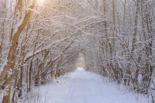 Winter landscape panorama of snow and sun . The sun peeks out from behind the trees. Nature. Snow valley. Winter screensaver. Copy space. article about winter tourism and recreation