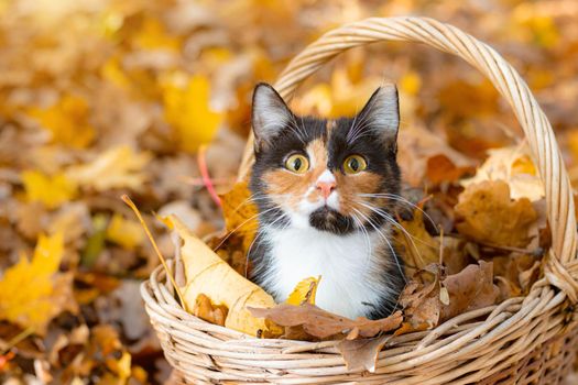 Cat sitting in a basket and autumn leaves . A young colored cat. Autumn leave. Cat in the basket. Walking a pet. Article about cats and autumn. Yellow fallen leaves. Photos for printed products